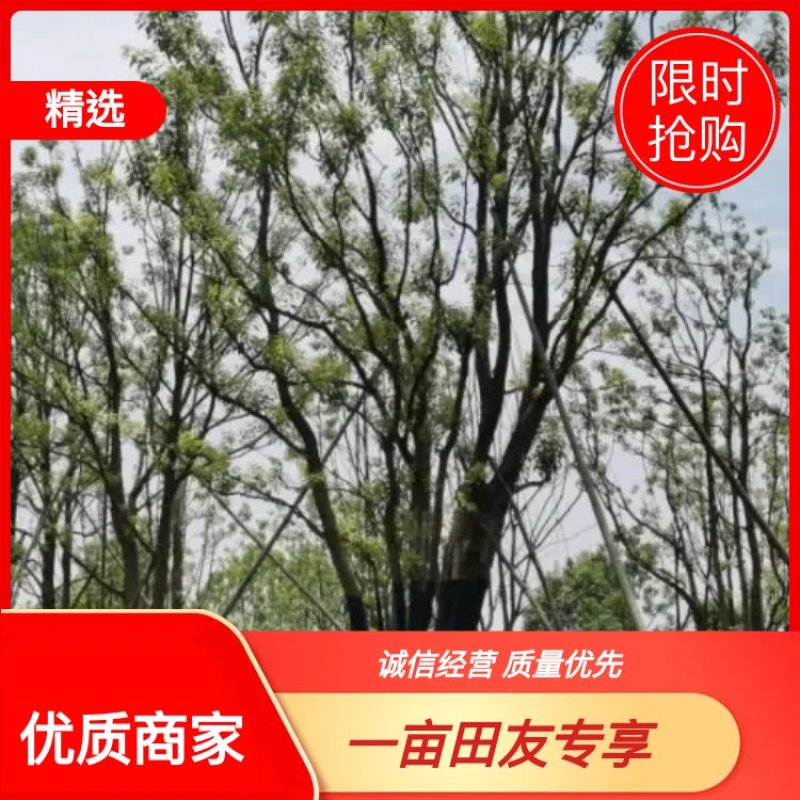 香樟，全冠香樟，移栽香樟，丛生香樟，多杆香樟全冠移栽香樟