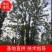 香樟，全冠香樟，移栽香樟，丛生香樟，多杆香樟全冠移栽香樟