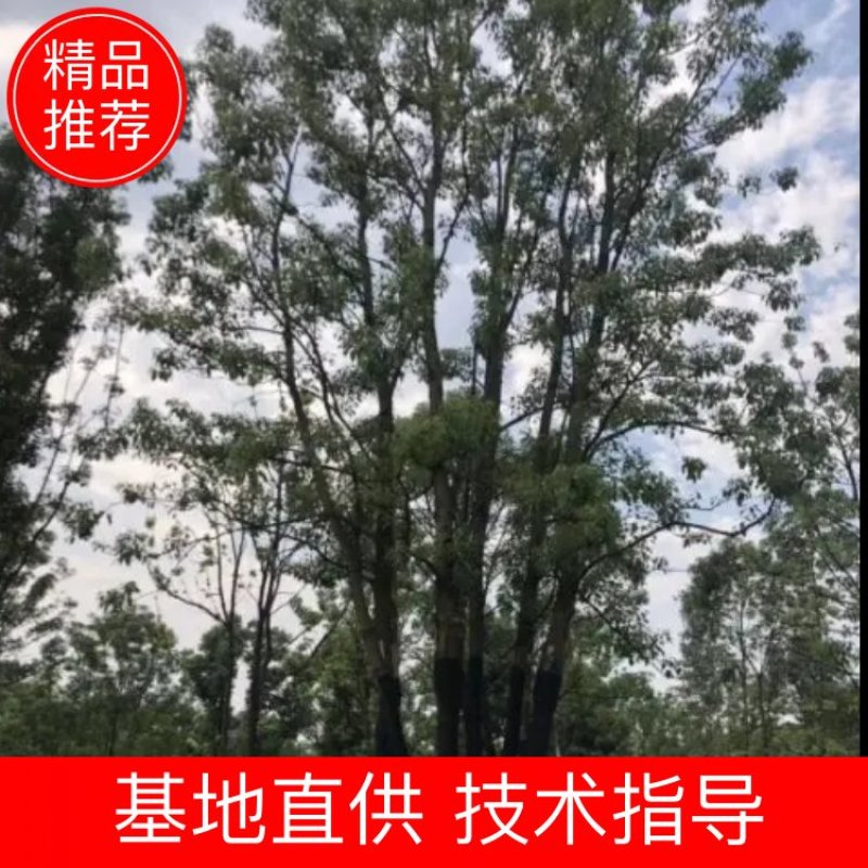 香樟，全冠香樟，移栽香樟，丛生香樟，多杆香樟全冠移栽香樟