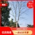 无患子，全冠无患子，丛生无患子，原生骨架无患子。