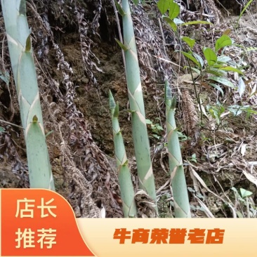 广西来宾金秀水煮苦笋可以真空包装