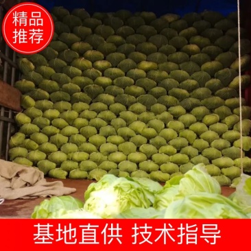 新品上市，扁包菜2～3公斤，量大