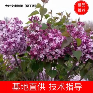 丁香苗木，紫丁香，爆马丁香黄丁香，花序硕大，园林绿化工程