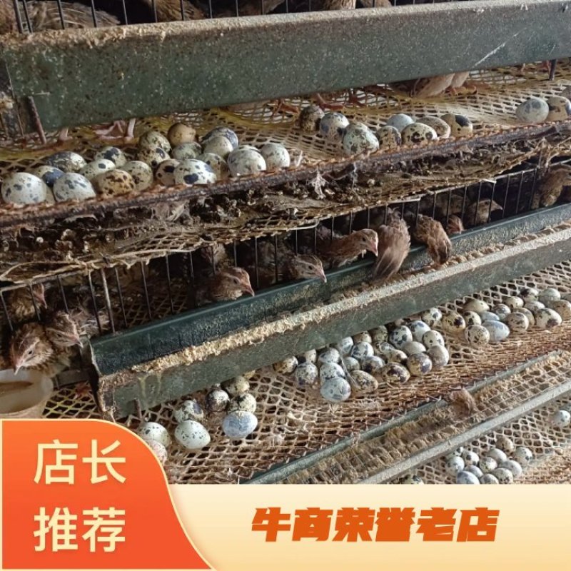 河南焦作精品鹌鹑蛋手工捡蛋，减去胶框的重量，挑出来次蛋