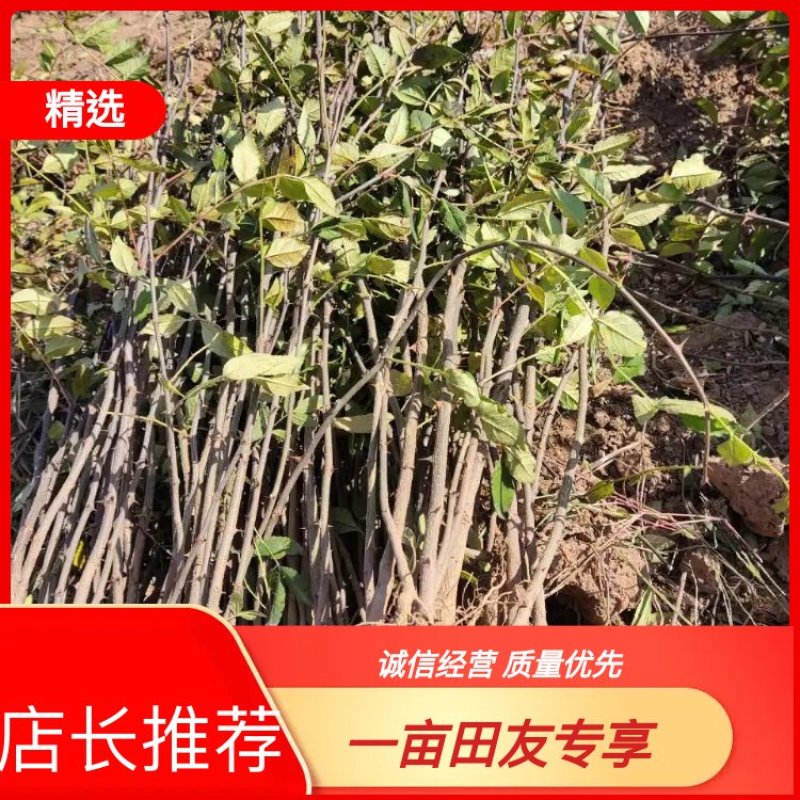 花椒苗中华名椒花穗大子粒饱满，皮厚麻香浓郁适中