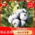 精品蓝莓基地直供一手货源品质保证诚信经营欢迎采购