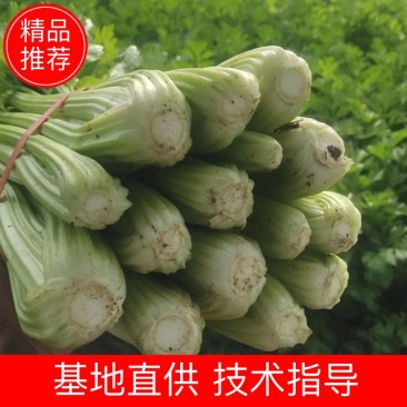 大棚芹菜物美价廉清脆爽口货量充足欢迎致电订购咨询