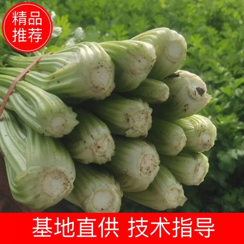 大棚芹菜物美价廉清脆爽口货量充足欢迎致电订购咨询