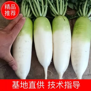 萝卜陕西萝卜基地种植发货量大价优田间地头看货发货