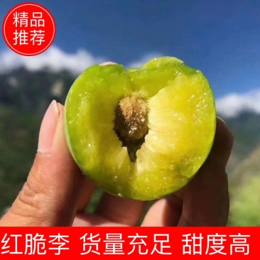 四川青脆李大量上市产地直供品质保证对接市场商超