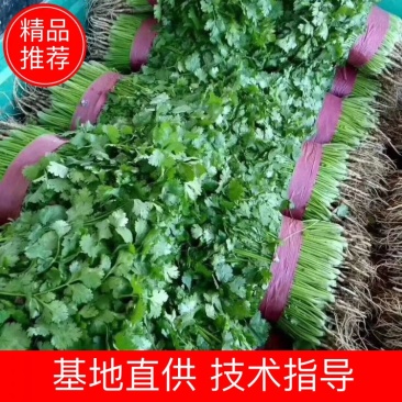 香菜，大叶香菜，小叶香菜。25-35公分基地发货！