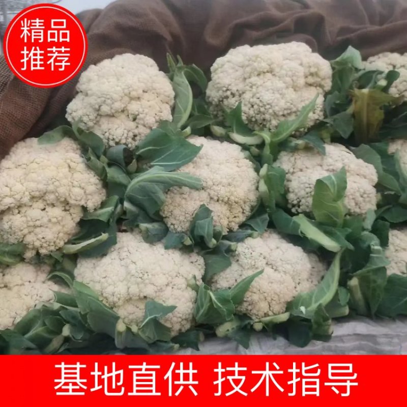 松花菜有机花菜河北永年花菜保质保量诚信经营