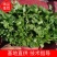 优质大叶香菜鲜嫩口感好量大从优，产地直发欢迎采购