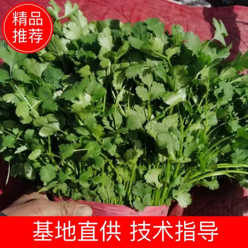 优质大叶香菜鲜嫩口感好量大从优，产地直发欢迎采购
