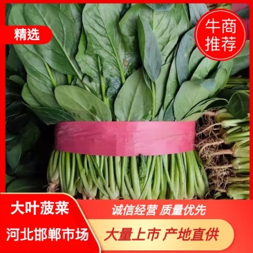 精品菠菜，产地直销，大量上市，欢迎新老客户选购。