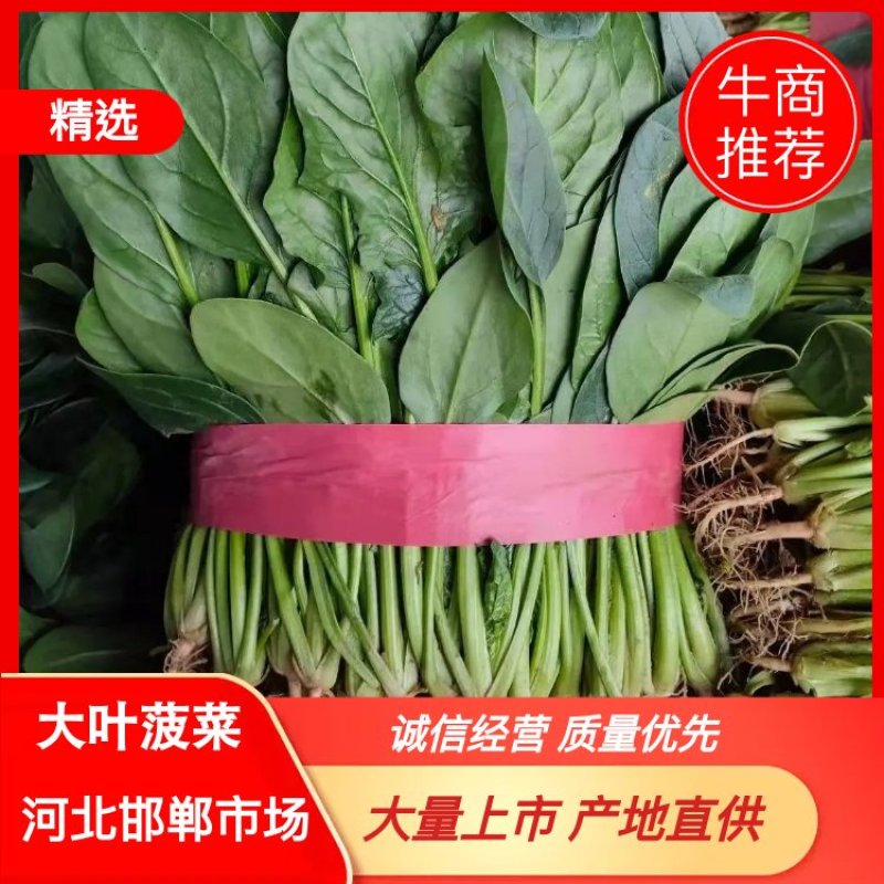 精品菠菜，产地直销，大量上市，欢迎新老客户选购。