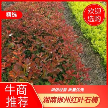湖南郴州红叶石楠，各种规格苗，产地直供大量现货