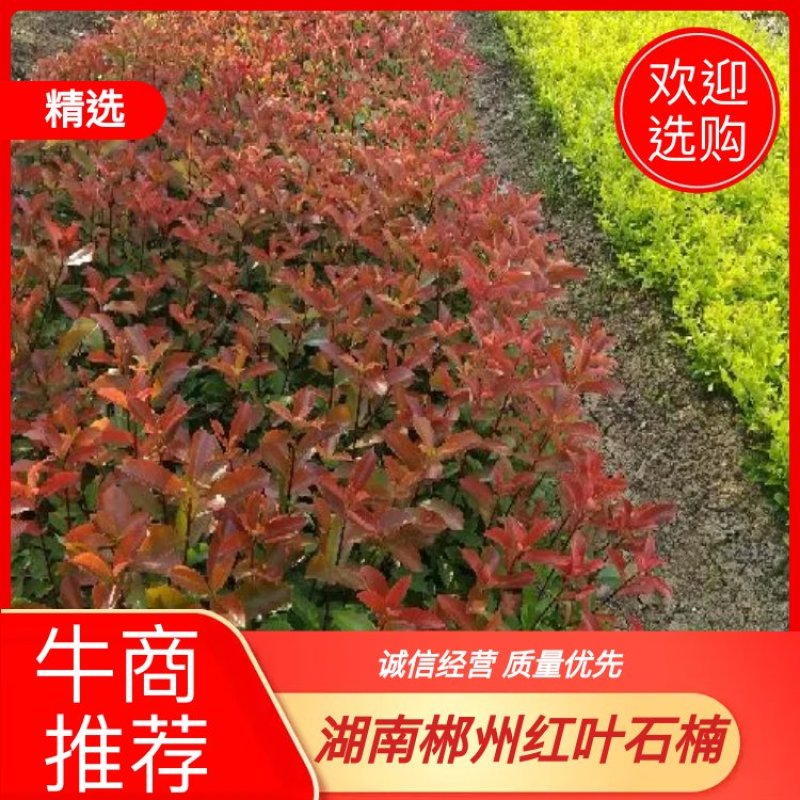 湖南郴州红叶石楠，各种规格苗，产地直供大量现货