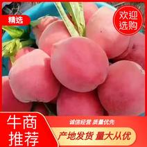 河北省唐山市乐亭县，棚春雪红梅毛桃大量上市，好吃不贵！