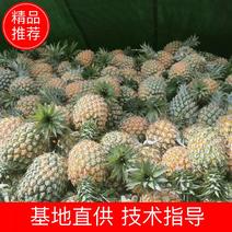 西双版纳凤梨菠萝一手货源常年对接市场商超全国