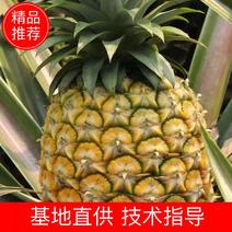 【菠萝】云南优质无眼菠萝常年供应市场电商商超，支持一件