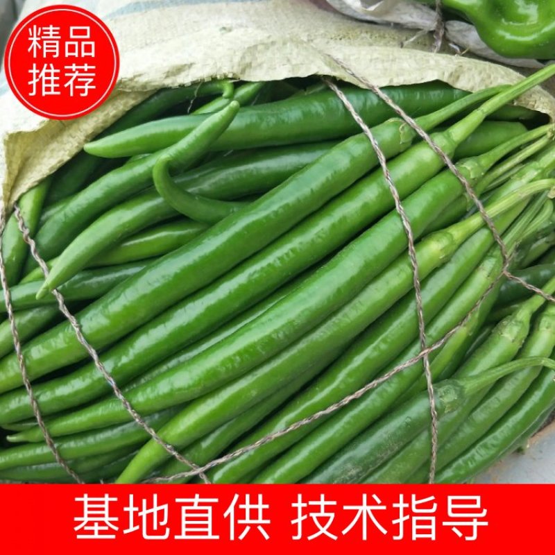 【基地直供】新鲜辣椒，货源稳定，随到随装价格合理质量保证