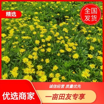 【优选商家】木春菊，自产自销，量大从优质量保证诚信第一