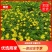 【优选商家】木春菊，自产自销，量大从优质量保证诚信第一