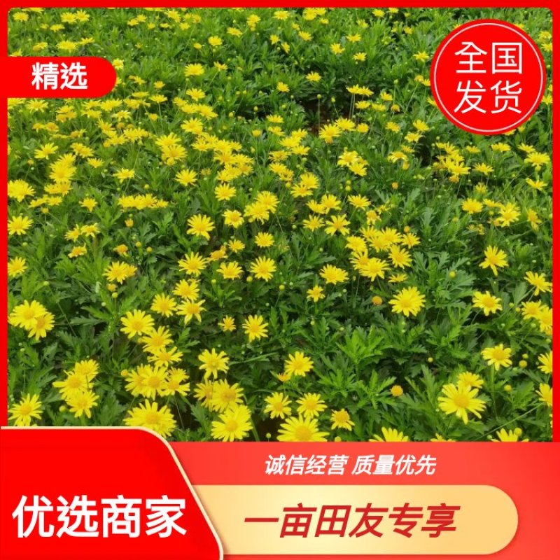 【优选商家】木春菊，自产自销，量大从优质量保证诚信第一