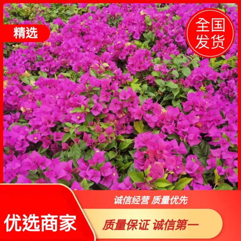 【优选商家】三角梅，自产自销，量大从优，质量保证诚信第一