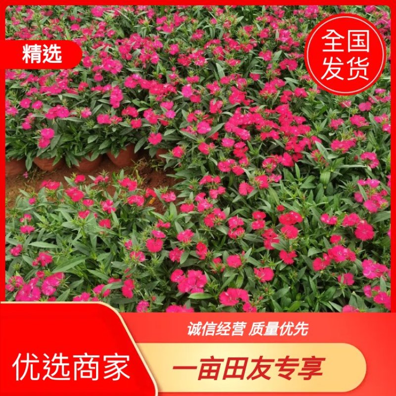 【优选商家】石竹，自产自销，量大从优，欢迎订购，诚信第一