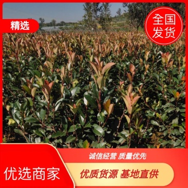 【优选商家】红叶石楠，各种地被苗木及花卉，品种多欢迎订购