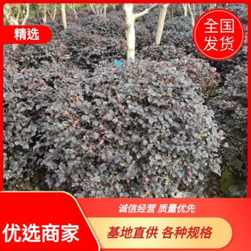 【优选商家】红花继木球，数量多，价格优惠，质量好欢迎订购