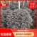 【优选商家】红花继木球，数量多，价格优惠，质量好欢迎订购