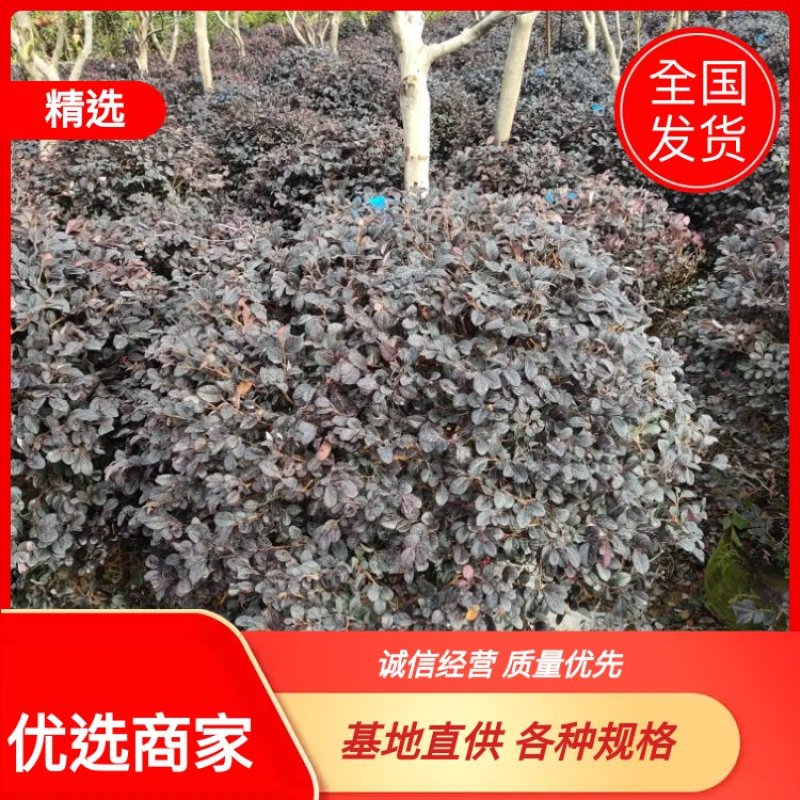 【优选商家】红花继木球，数量多，价格优惠，质量好欢迎订购