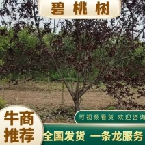 红叶碧桃，也叫紫叶碧桃，园林景观优选，苗圃一手货源
