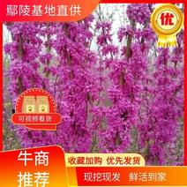 丛生紫荆2万棵大小规格欢迎来实地看树，价格一手货源，