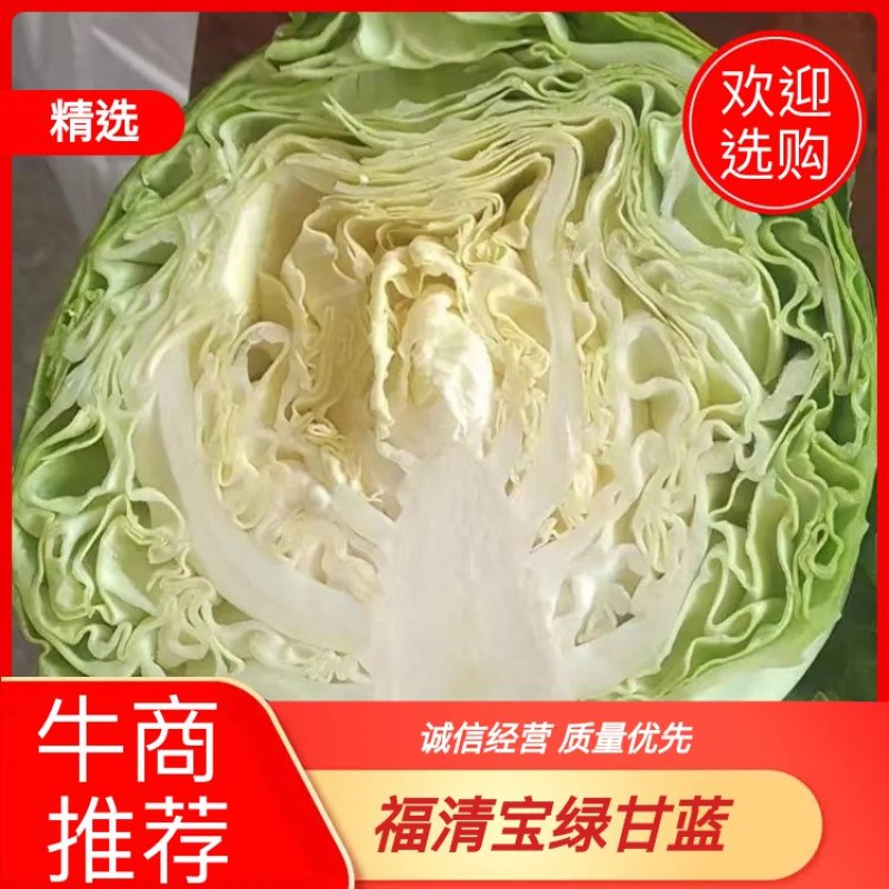 【福建莆田】福清宝绿甘蓝30亩现货流星包