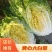 【预售】黄心大白菜产地发货量大从优欢迎选购
