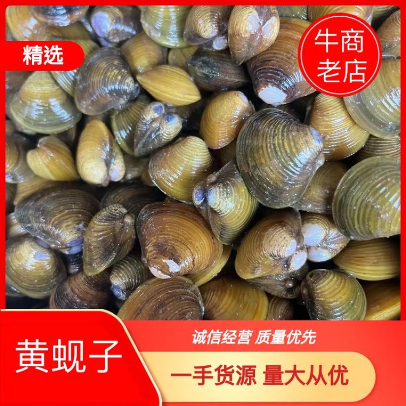 【牛商推荐】精品黄沙蚬一手货源、量大从优，全国发货