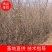 沙棘苗，大果沙棘，深秋红，沙棘扦插苗，籽播沙棘苗