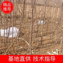 文冠果苗