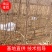 文冠果苗