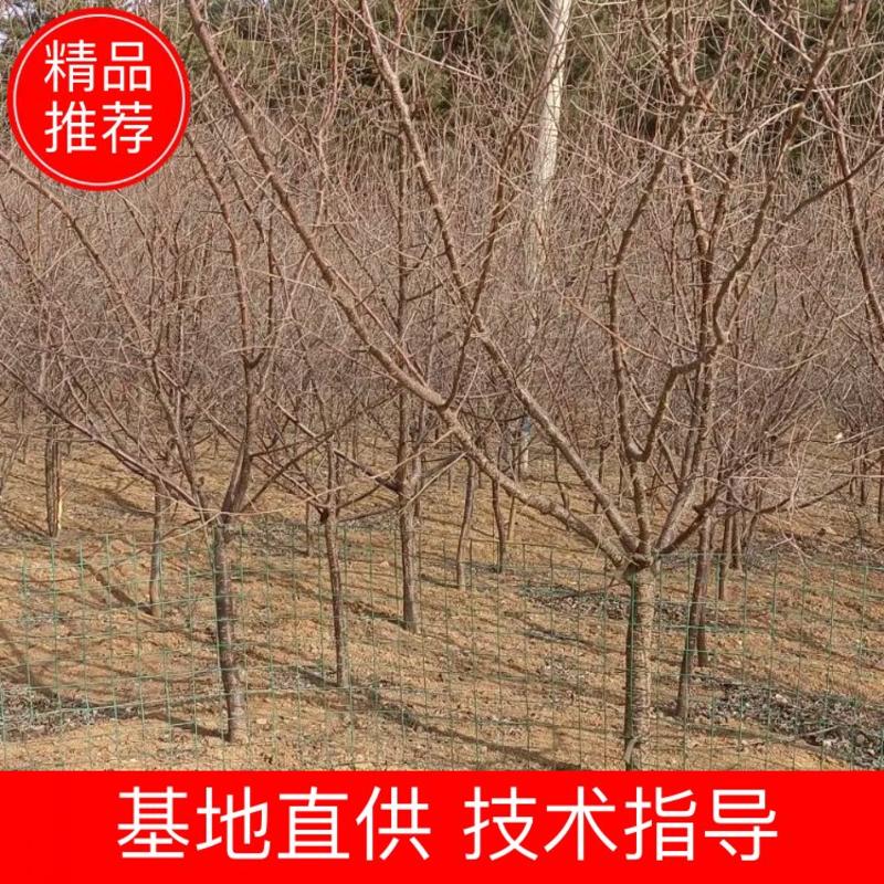 山杏，山杏杯苗，耐寒耐旱杏树，3-4公分山杏