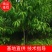 桃树苗，水密桃树苗，水蜜桃嫁接苗，耐寒桃树苗，