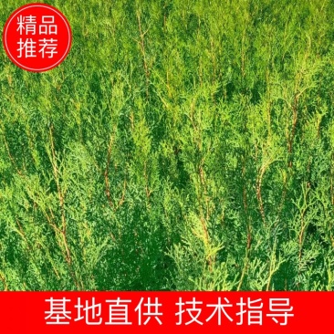 侧柏苗，侧柏杯苗，侧柏苗基地，30-50公分高侧柏杯苗大
