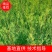 侧柏苗，侧柏杯苗，侧柏苗基地，30-50公分高侧柏杯苗大