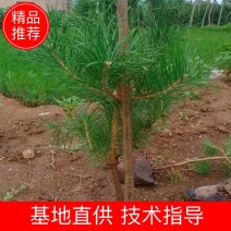 油松苗，油松杯苗，1-3年油松苗大量，油松苗基地