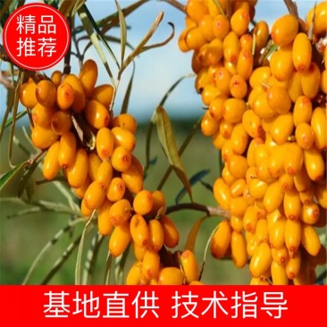 沙棘苗，大果沙棘苗，沙棘杯苗，沙棘苗大量