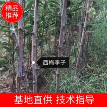 西梅李子，李子苗，大总统西梅，大红袍李子，吉盛李子